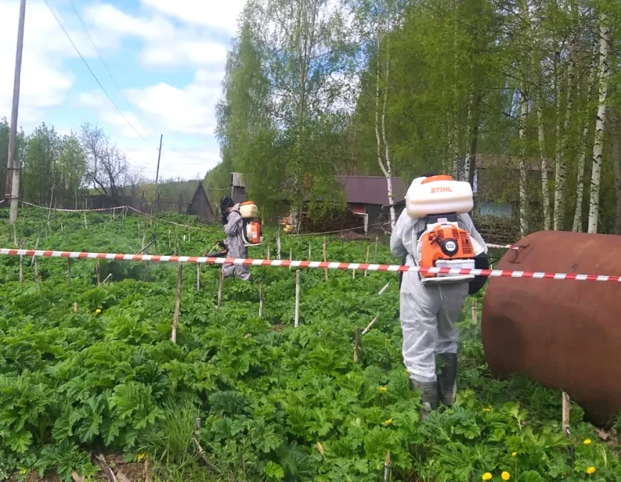 Борьба с борщевиком Сосновского