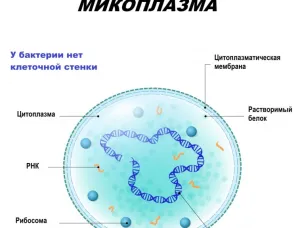 Микоплазменная респираторная инфекция: чем опасна?