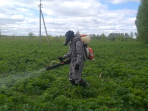 Борьба с борщевиком Сосновского в 2022 году