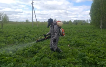 Борьба с борщевиком Сосновского в 2022 году