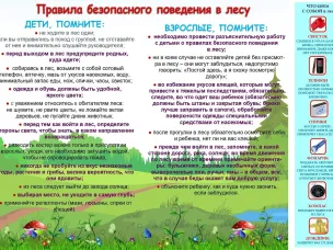 Правила поведеня в лесу.