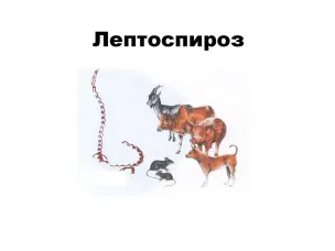 Осторожно, лептоспироз!