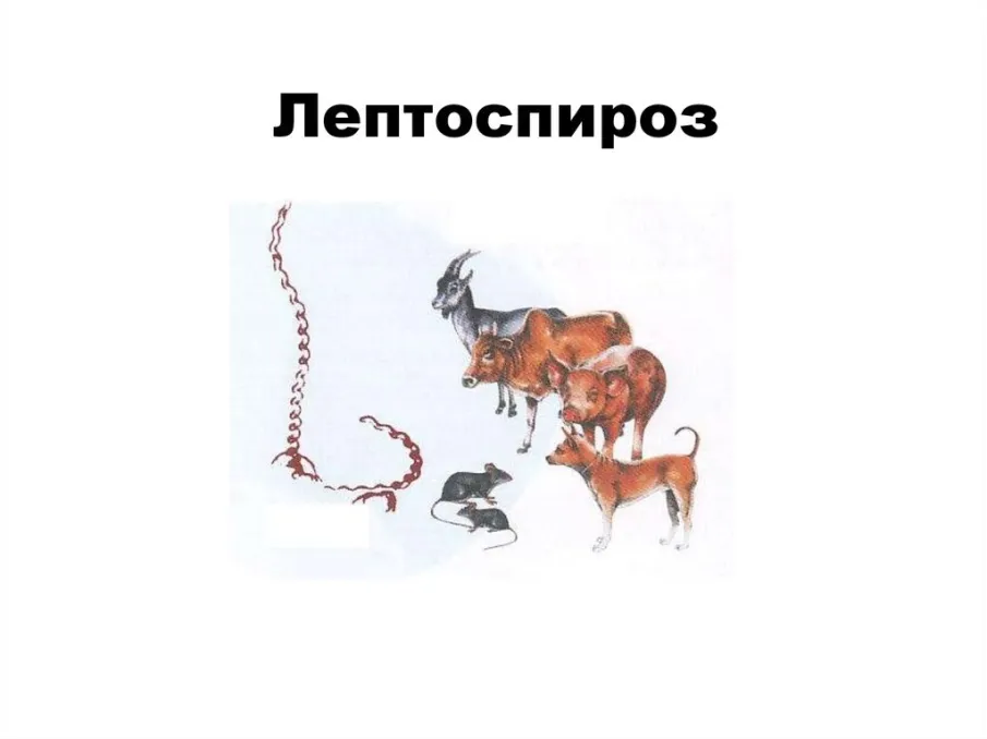 Осторожно, лептоспироз!